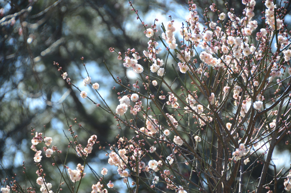 20130224san004.jpg