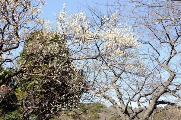 20130224san005.jpg