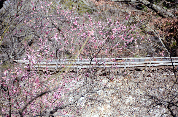 20130224san032.jpg