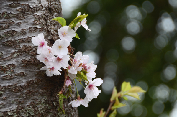 20130329yo016.jpg