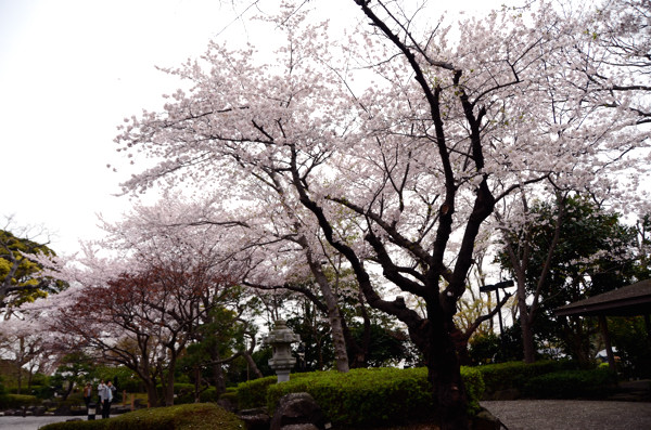 20130329yo025-1.jpg