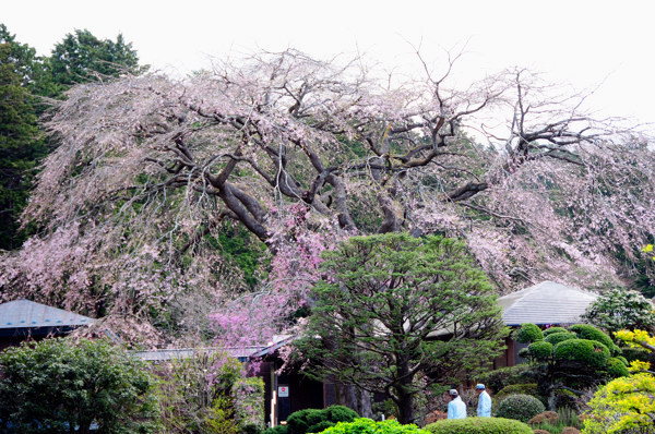 20130405ti006.jpg