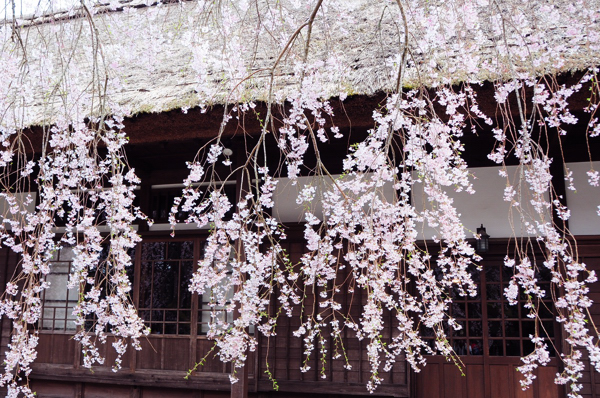 20130405ti009.jpg
