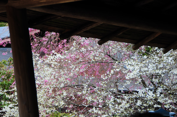 20130405ti010.jpg