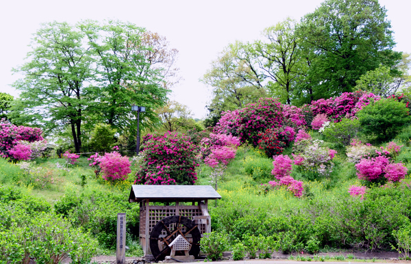 20130418sha001.jpg