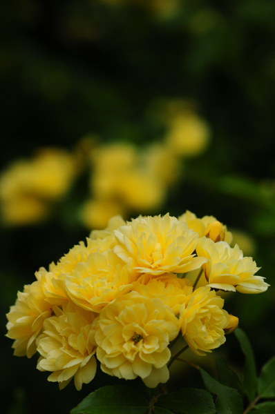 20130418sha007.jpg