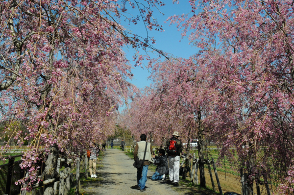 20130428hana001-1.jpg