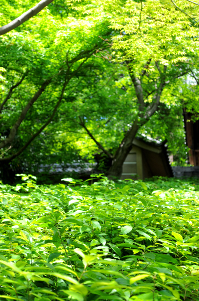 20130513en002.jpg