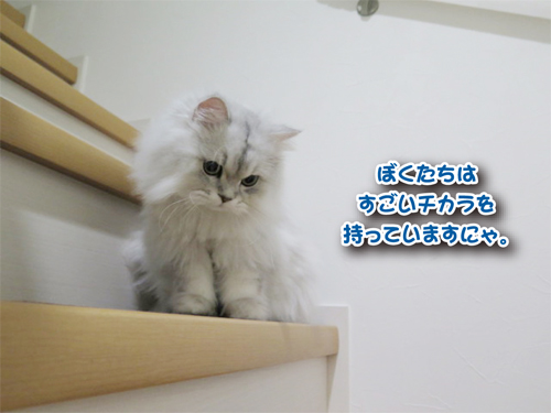 2014-1118-1.jpg
