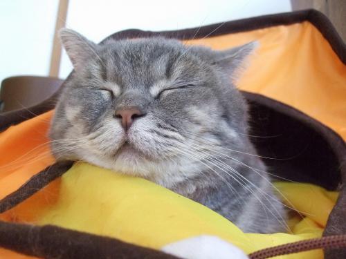 あまえんぼう
