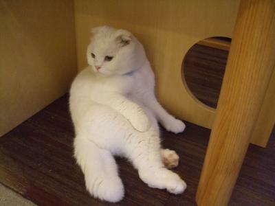 ビク