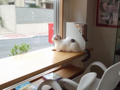 ごまめ