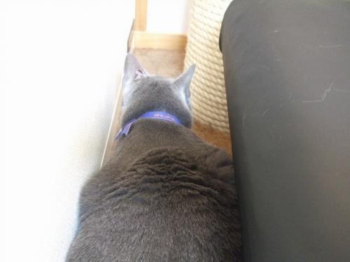ルパン