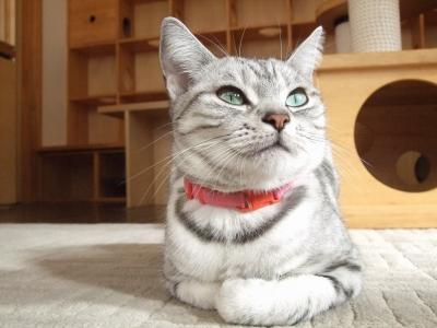 モデル