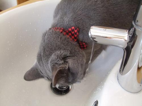 ベル
