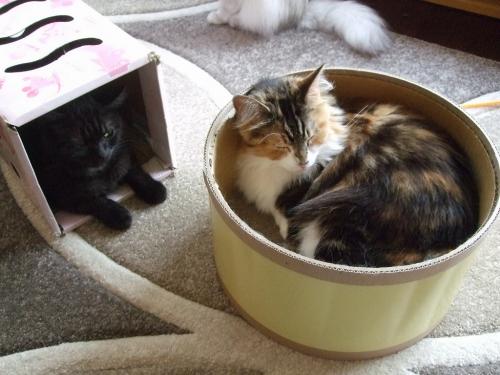 クク缶