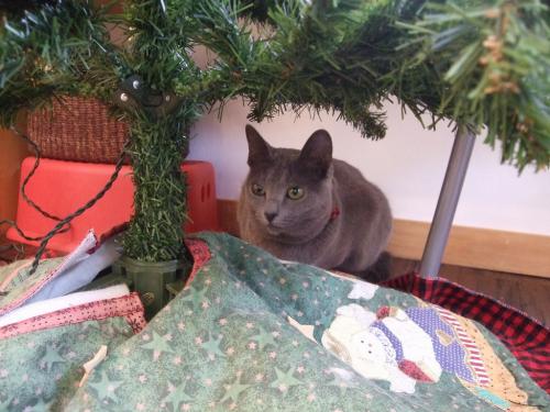 クリスマス