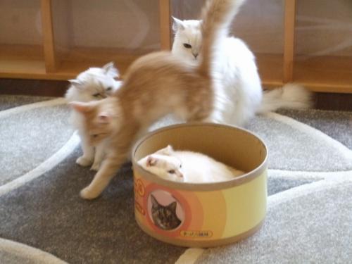 かごめかごめ
