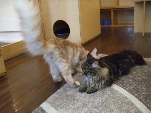 あずき