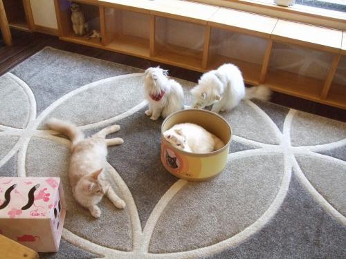 かごめかごめ