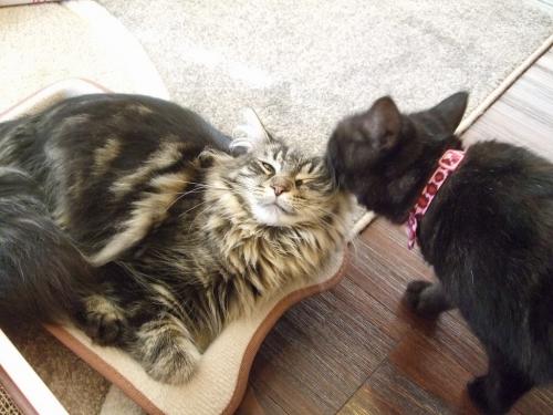 ククちゃん