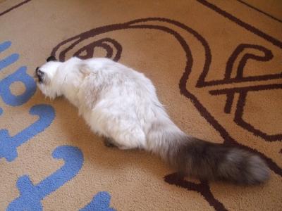 しらたま