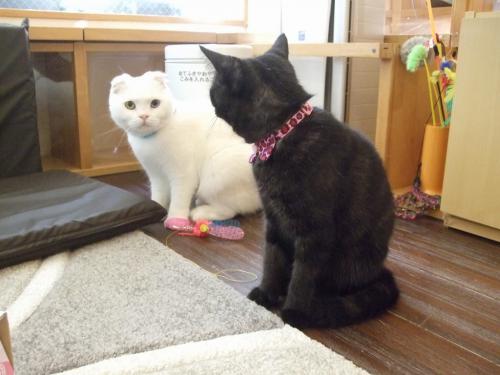 ククちゃん