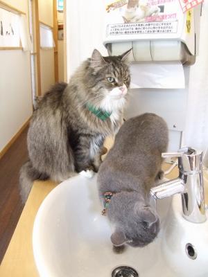 なかよし