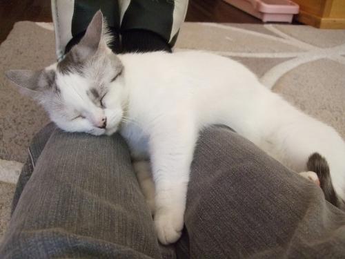 デレ
