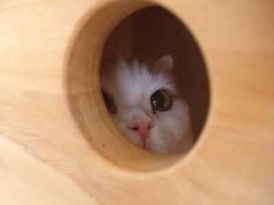 見る