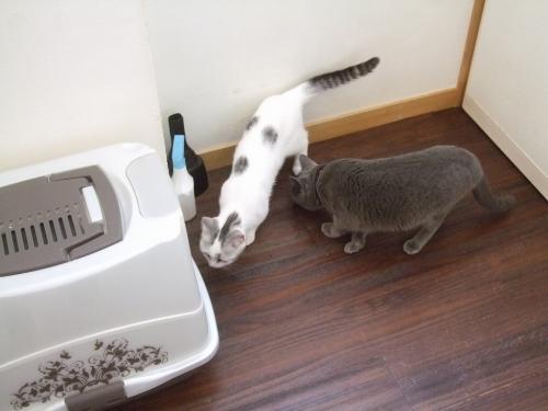 さがせ