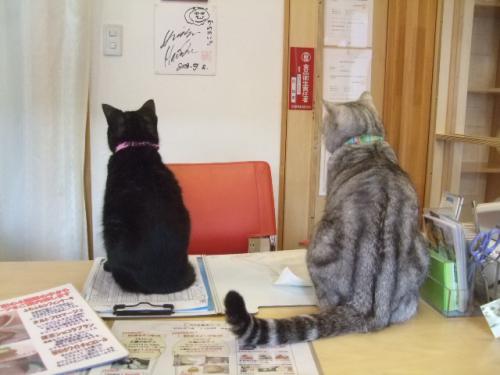 ククちゃん