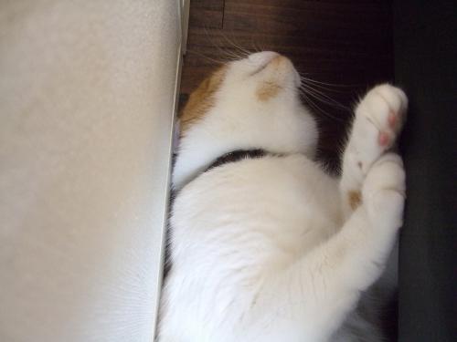 ルパン