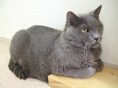 あまえんぼう