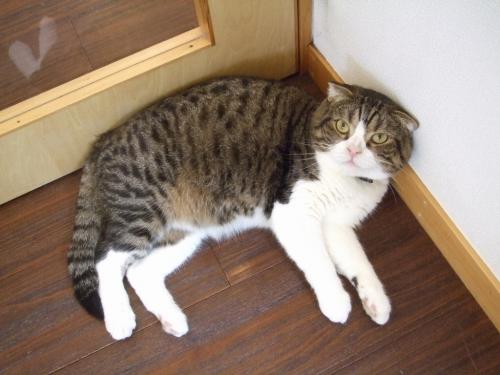 どうする