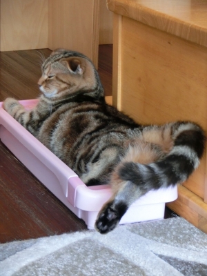 ざらめ