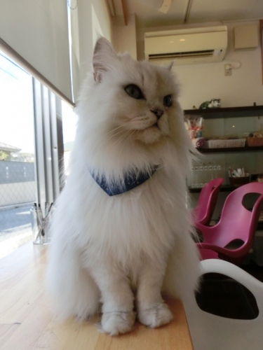 クーちゃん