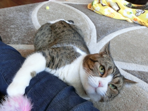 マーブル