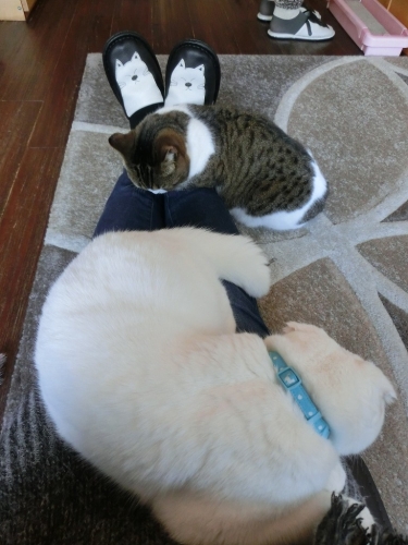 ムース