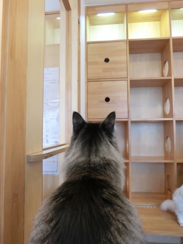 のぞき