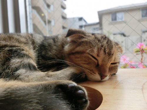 おおみそか
