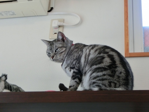 チェリー