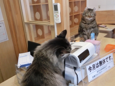みはる