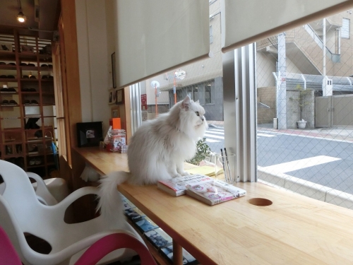 クーちゃん