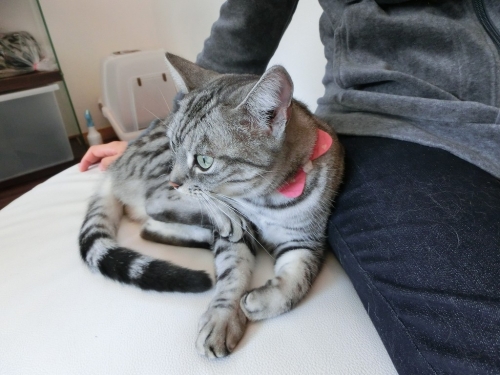 チェリー