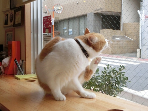 マンタ