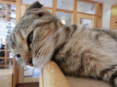 ざらめ
