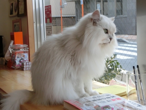 クーちゃん