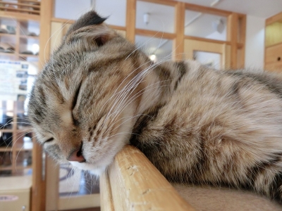 ざらめ