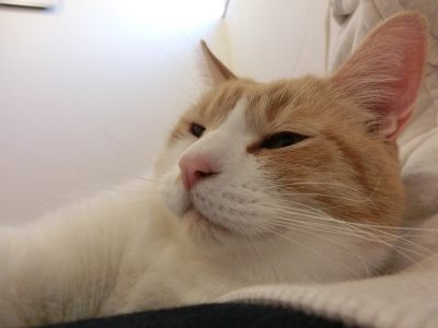 マンちゃん